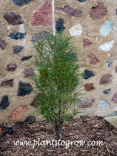 Fine Line Buckthorn (Rhamnus frangula Ron Williams)
